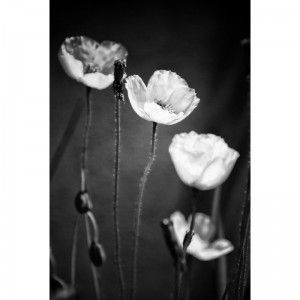 vallmo - black and white