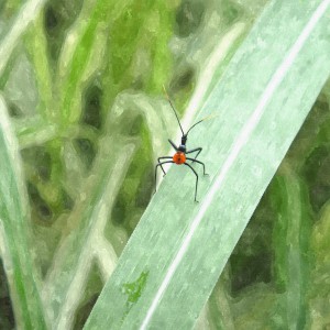 wheel bug