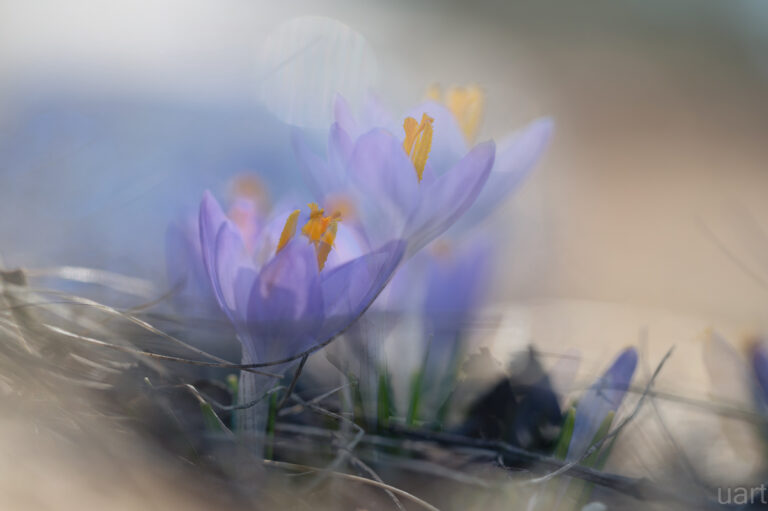 krokus blend of 2 pictures