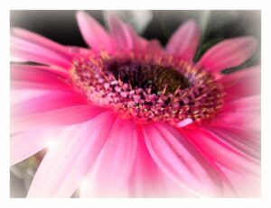 pink flower