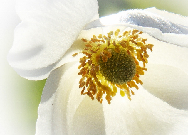 vit blomma