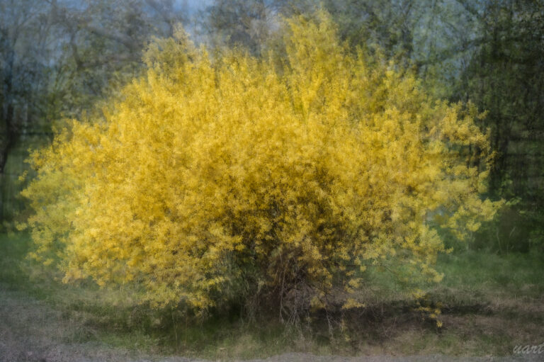 Forsythia - yellowbells